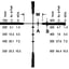430112925_RETICLESPECSW.jpg