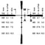 430112924_RETICLESPECSW.jpg