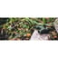 Terra ED 8x32mm Binocular Gray